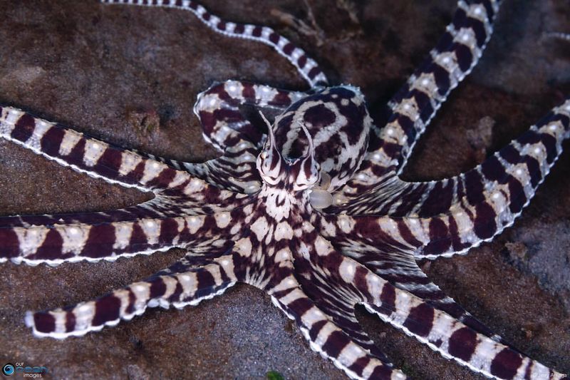 Mimic Octopus's Shape-Shifting