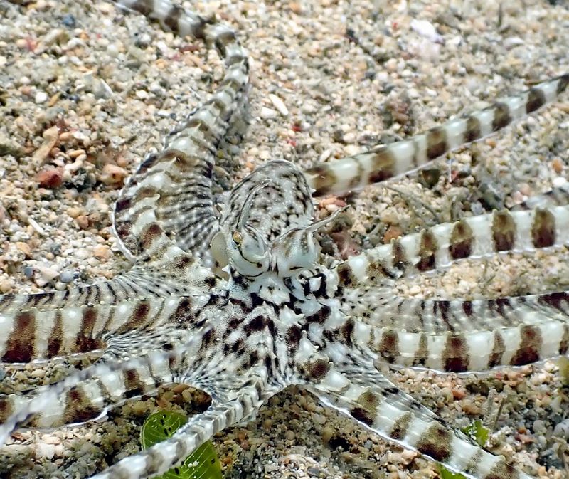 Mimic Octopus