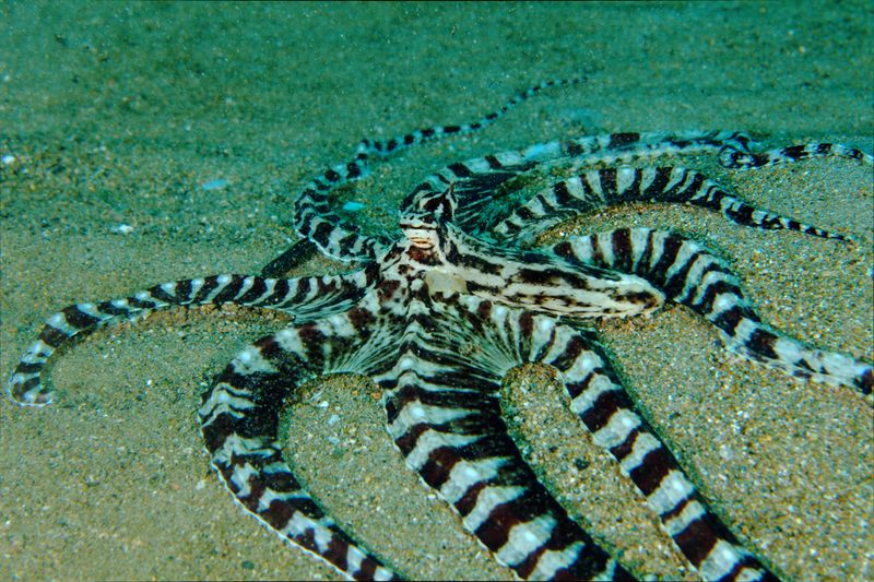 Mimic Octopus