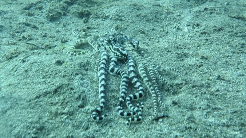 Mimic Octopus