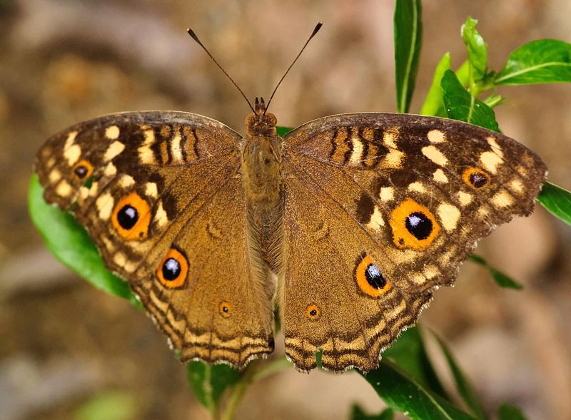 Mimicry in Butterflies