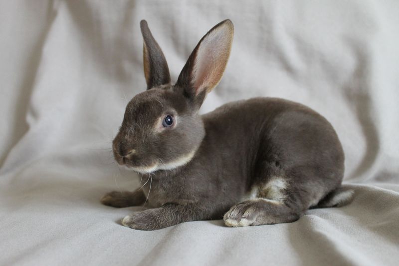 Mini Rex