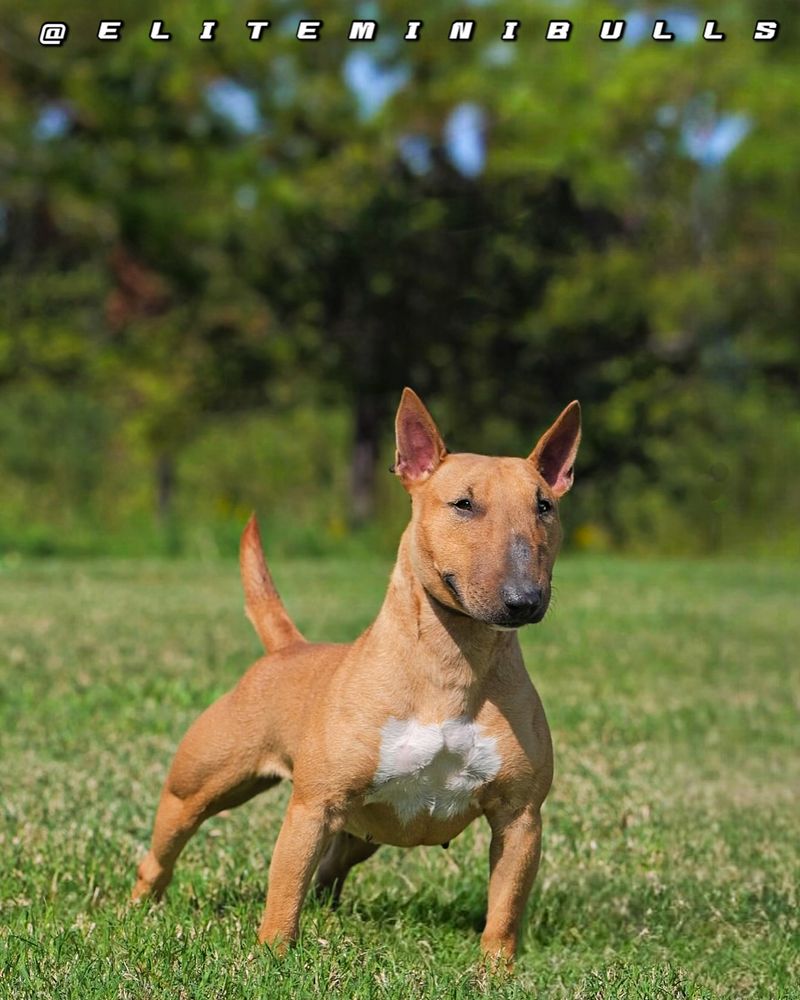 Miniature Bull Terrier