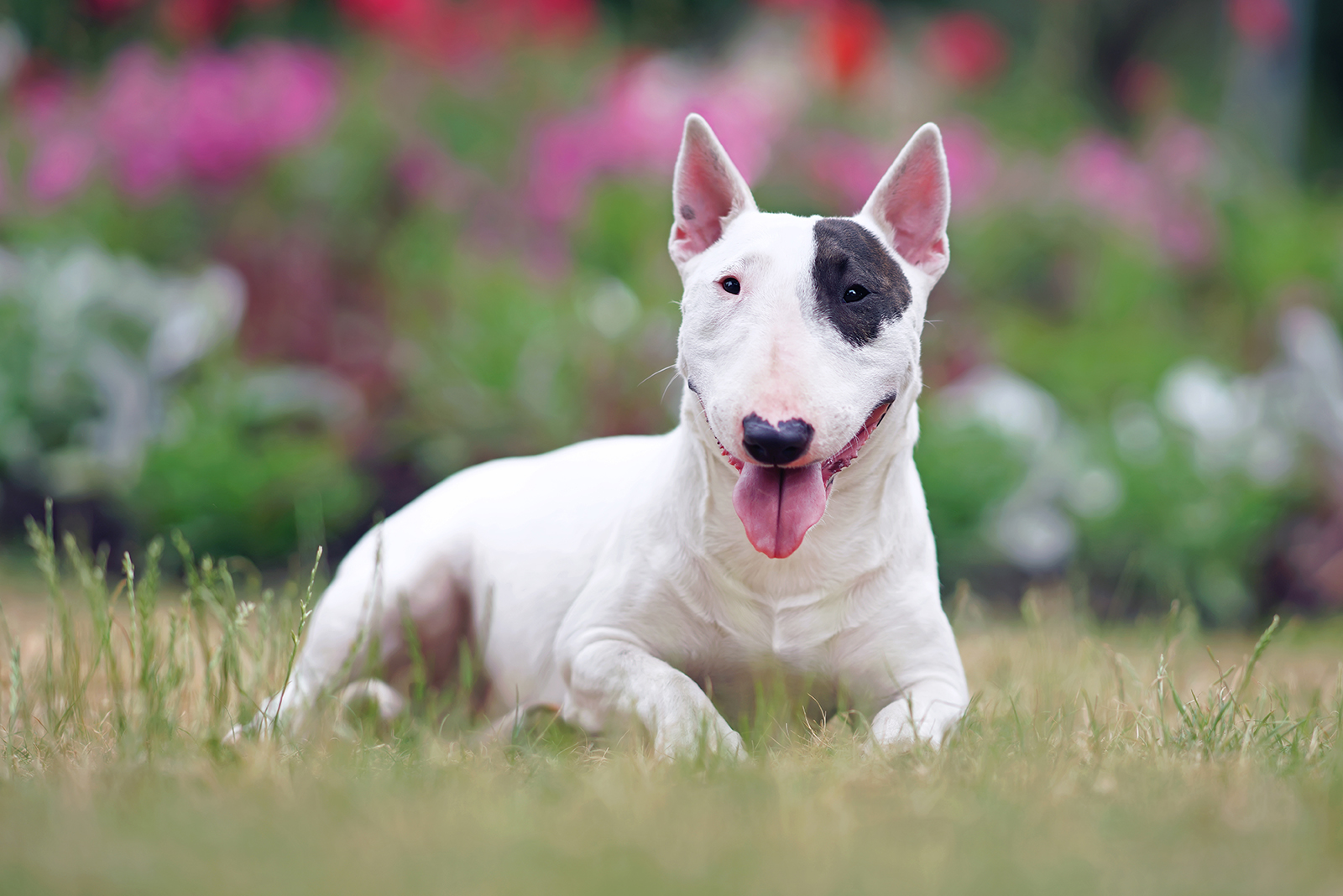 miniature bulll terrier