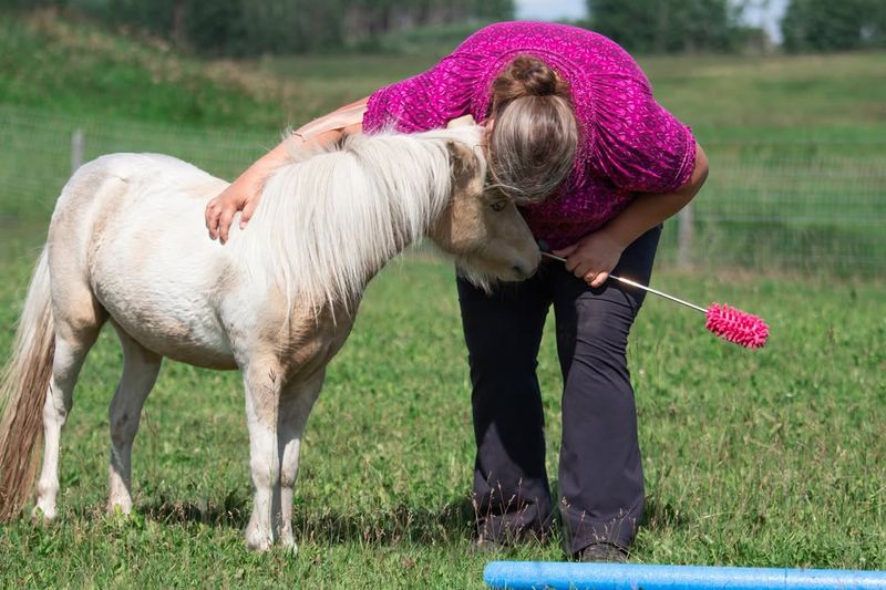 Miniature Horse