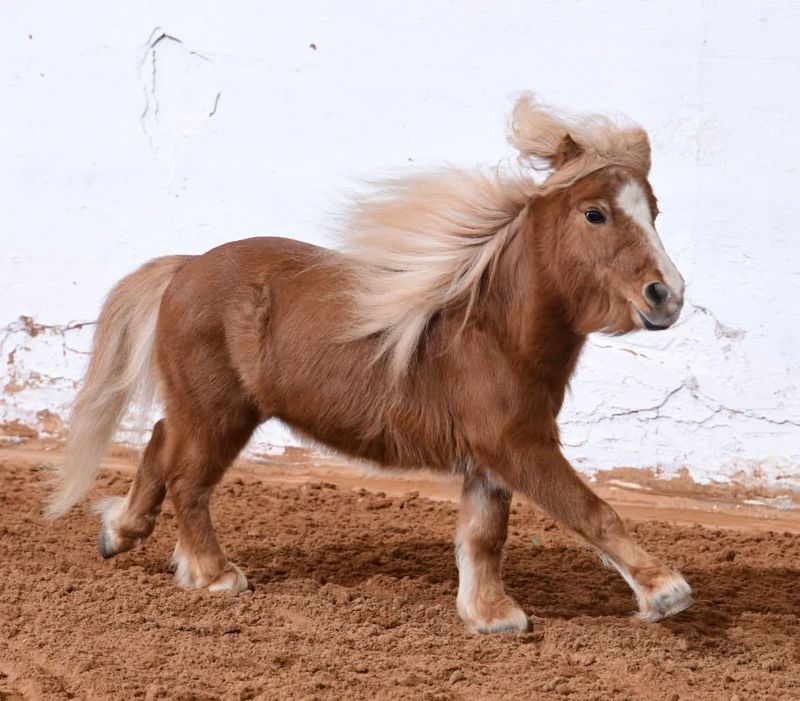 Miniature Horses in Competitions