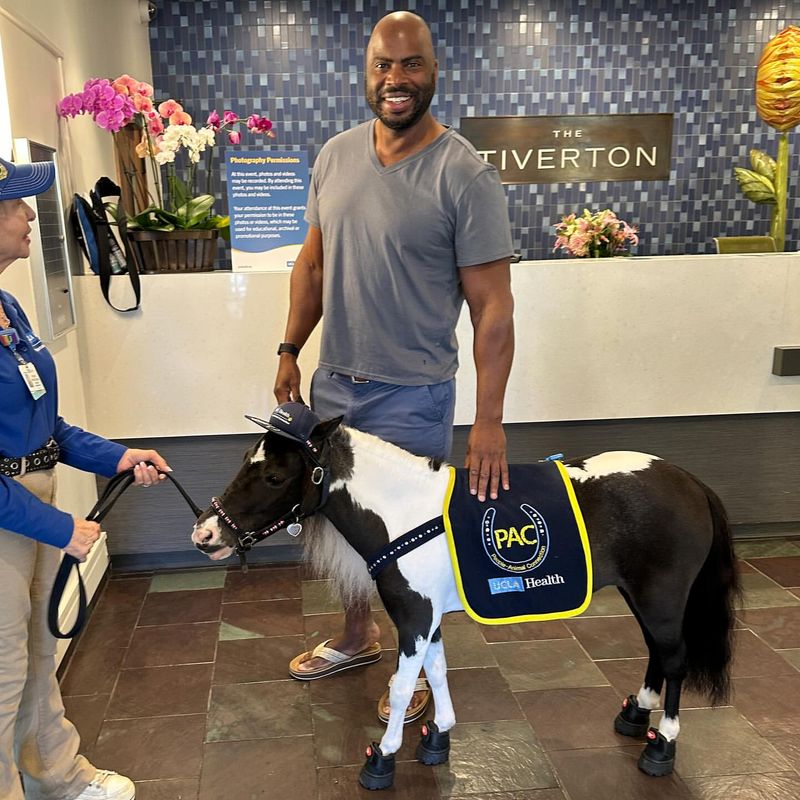 Miniature Horses in Therapy