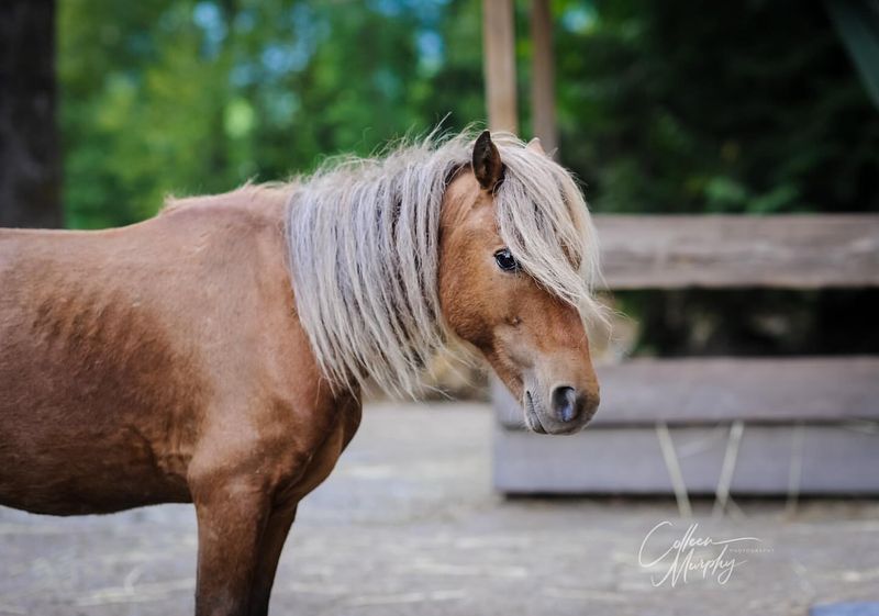 Miniature Horses