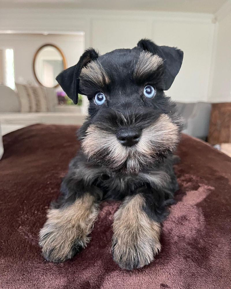 Miniature Schnauzer