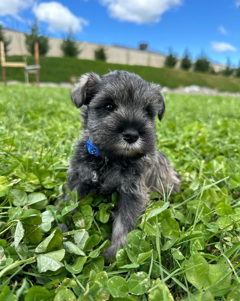 Miniature Schnauzer