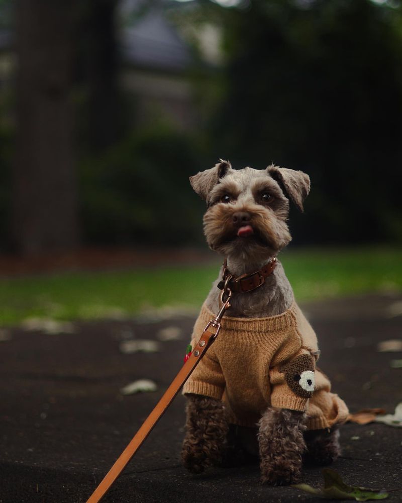 Miniature Schnauzer