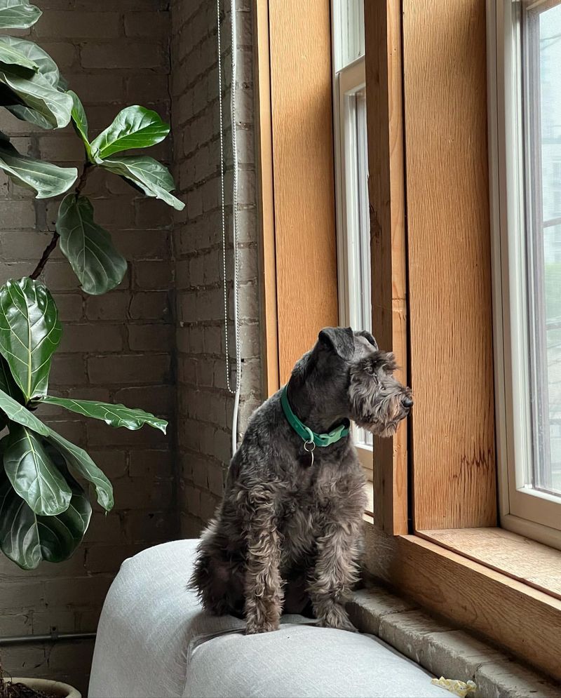 Miniature Schnauzer