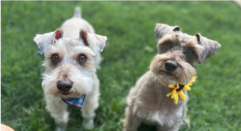 Miniature Schnauzer