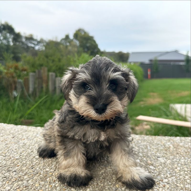 Miniature Schnauzer