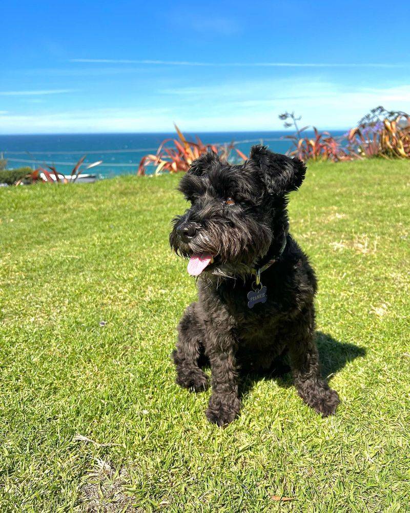 Miniature Schnauzer