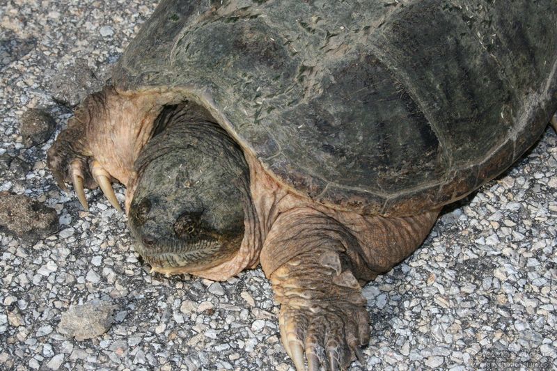 Minnesota's Common Snapping Turtle