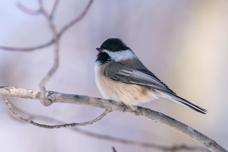 Minnesota - Black-capped Chickadee