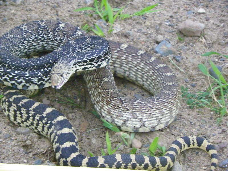 Minnesota - Bullsnake