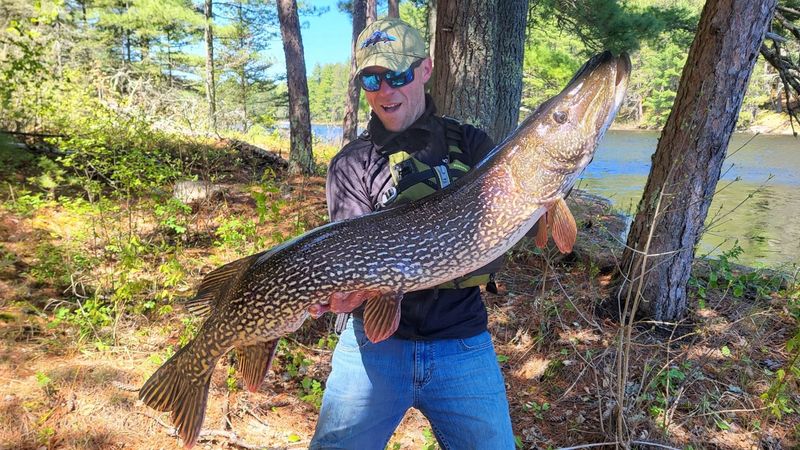 Minnesota: Northern Pike