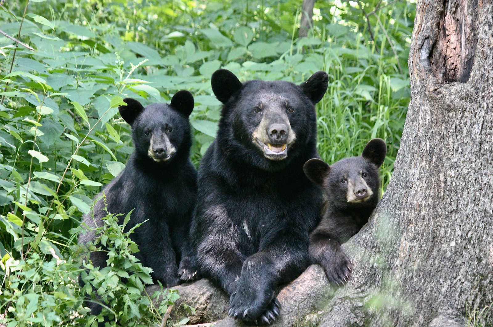 Minnesota black bea