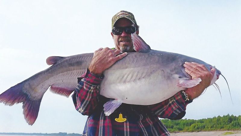 Mississippi: Blue Catfish