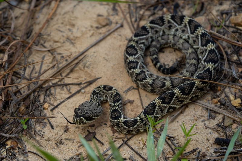 Mississippi - Eastern Diamondback Rattlesnake