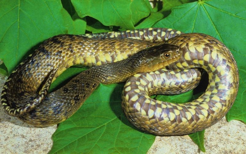 Mississippi Green Water Snake