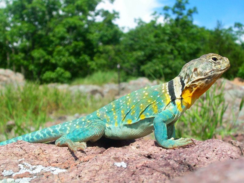 Missouri's Eastern Collared Lizard