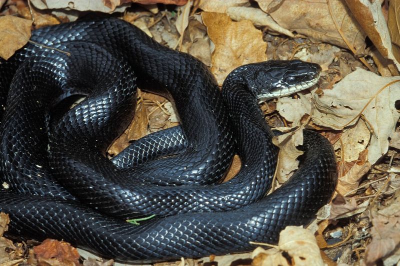 Missouri - Eastern Black Rat Snake