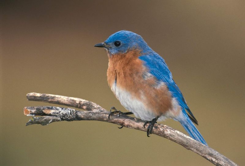 Missouri - Eastern Bluebird