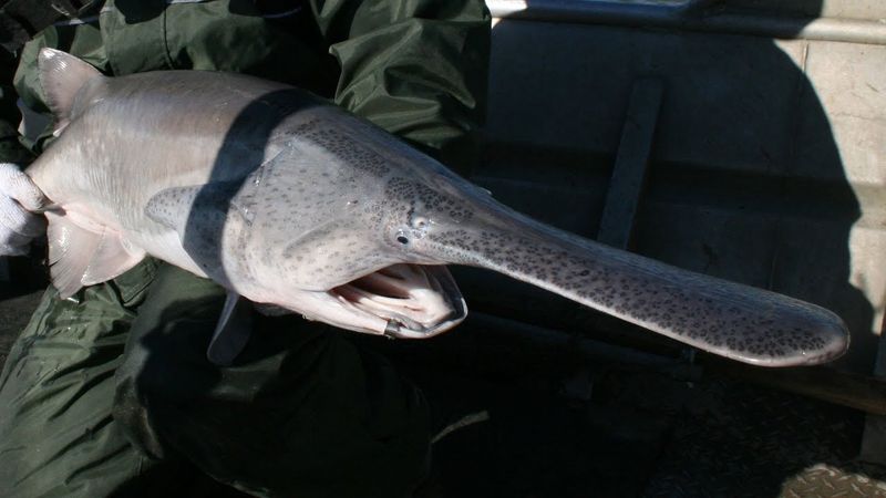 Missouri: Paddlefish