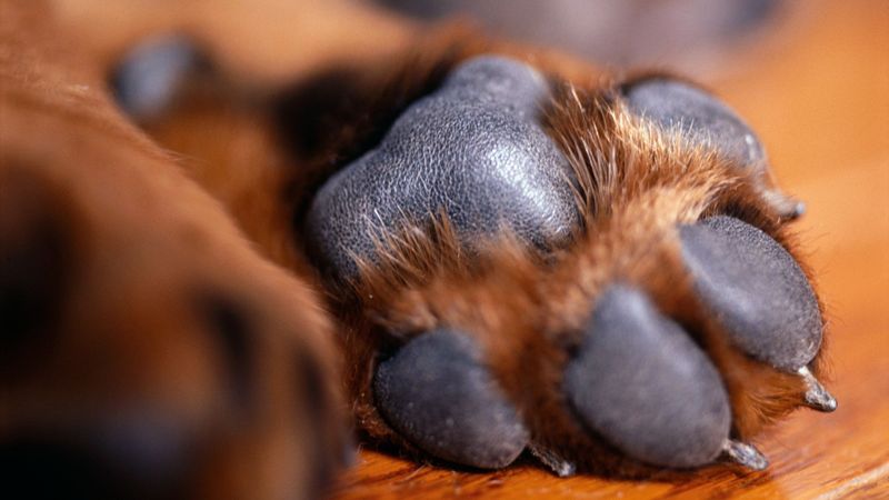 Moisturize Paw Pads