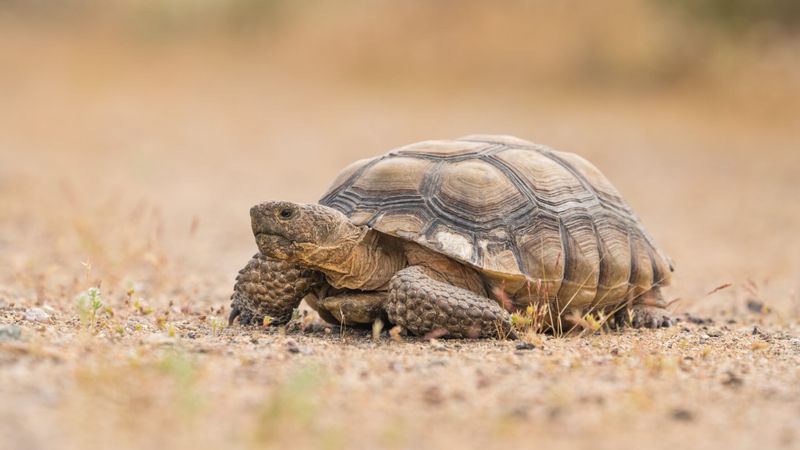 Mojave Desert Tortoise