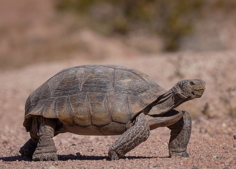 Mojave Desert Tortoise