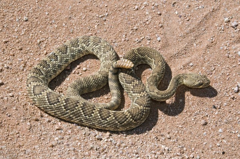 Mojave Rattlesnake