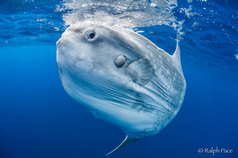 Mola Mola (Ocean Sunfish)