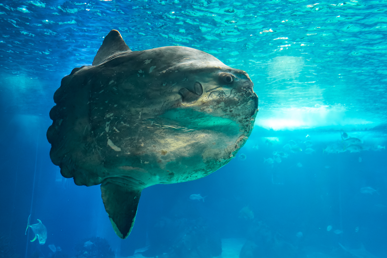 mola mola