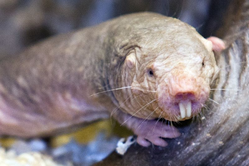 Mole Rat