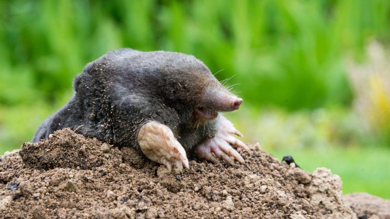 Mole