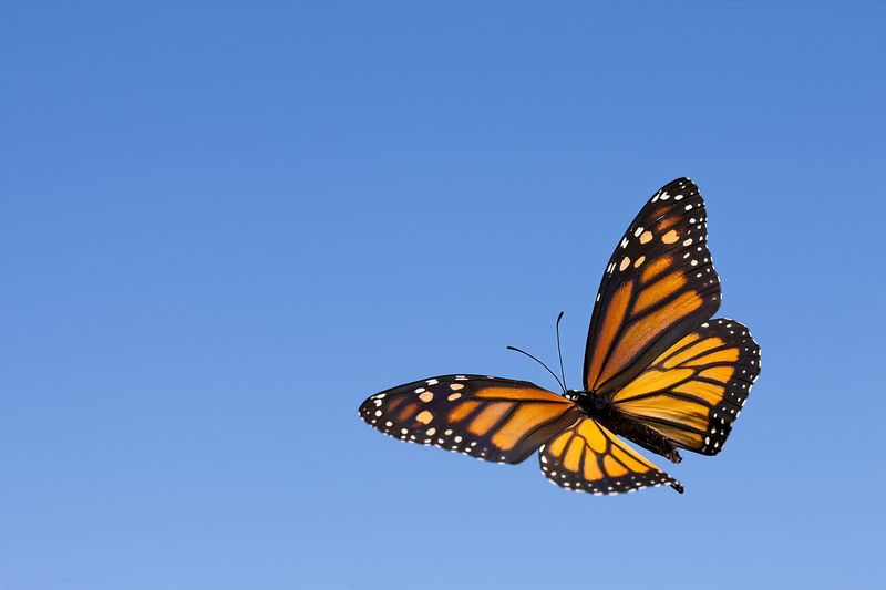 Monarch Butterfly