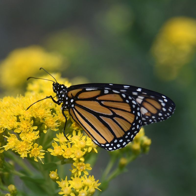 Monarch Butterfly