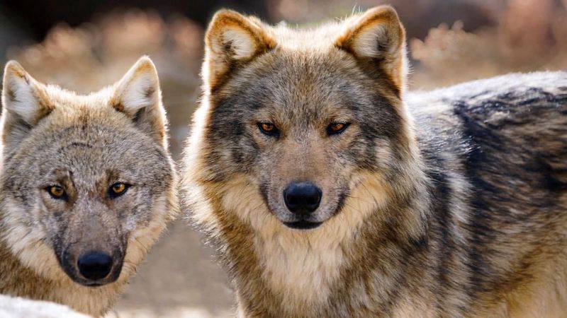 Mongolian Wolf