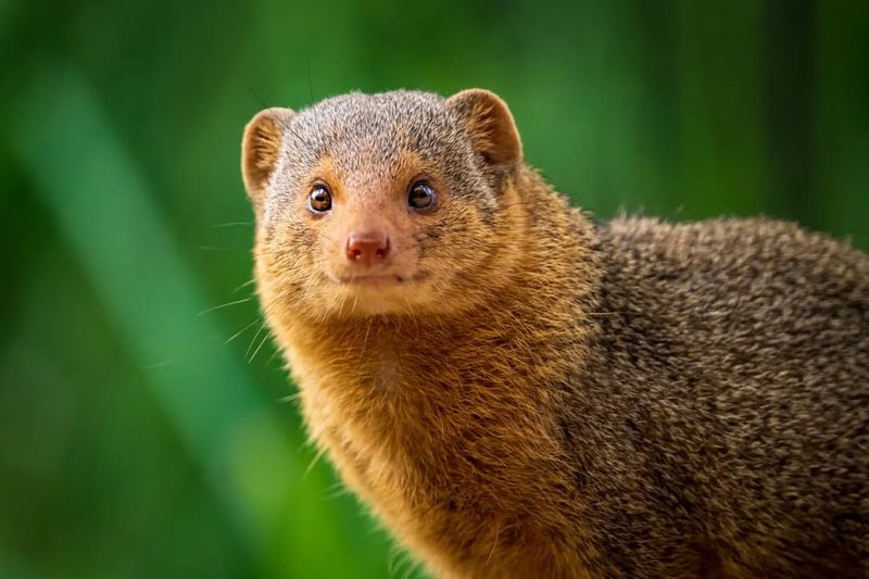 Mongoose