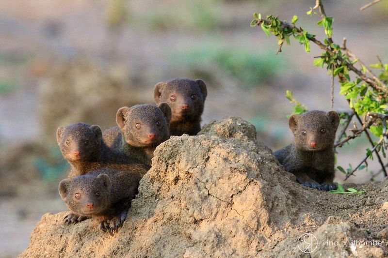 Mongooses