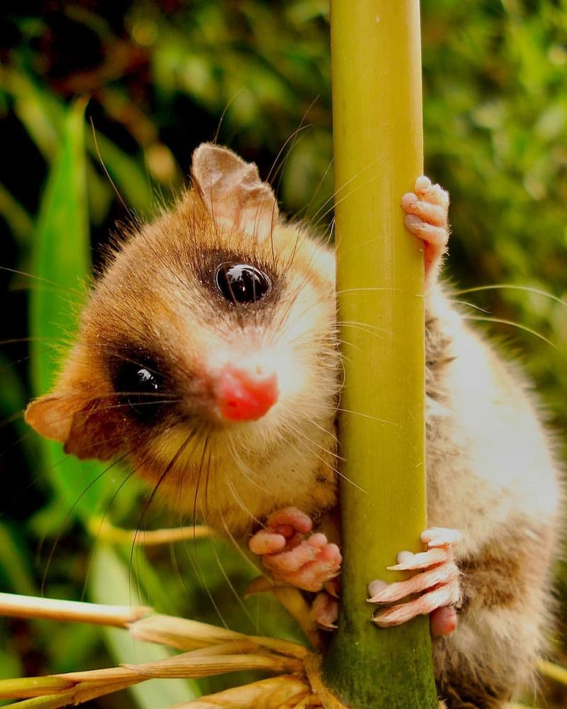 Monito del Monte