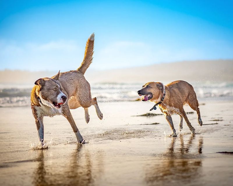 Monitor Playtime with Other Dogs