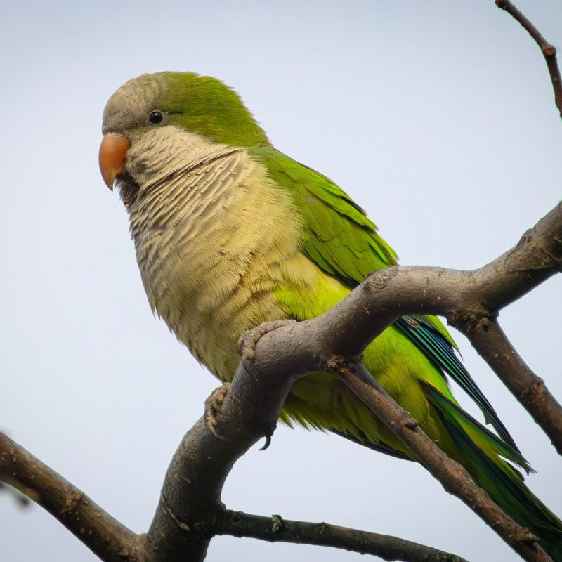 Monk Parakeet