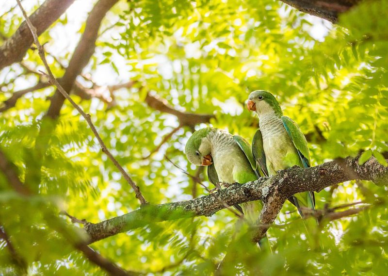 Monk Parakeets