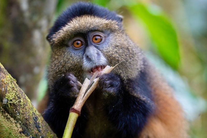 Monkeys Exhibit Cultural Behaviors