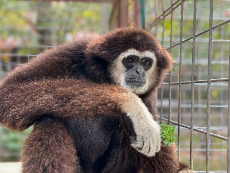 Monkeys Have Unique Fingerprints